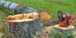 Best Tree Health Inspection  in Malverne, NY