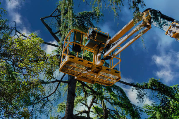Best Tree Mulching  in Malverne, NY