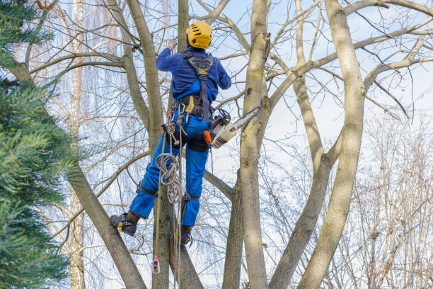 Best Tree Preservation Services  in Malverne, NY