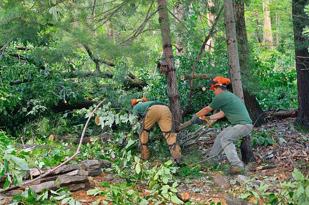 Best Fruit Tree Pruning  in Malverne, NY