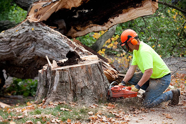 Best Arborist Consultation Services  in Malverne, NY