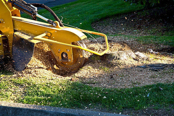 Best Lawn Renovation and Restoration  in Malverne, NY