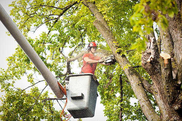 Best Tree Trimming and Pruning  in Malverne, NY